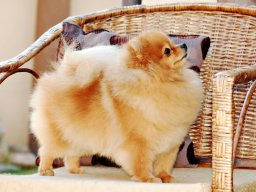 Betty Boop of Panizzi