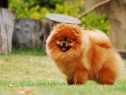 Diamond Stone of Panizzi