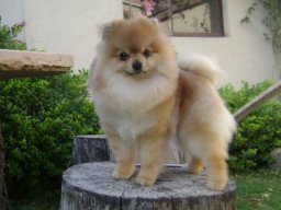 Eden Petits Peluchin